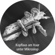 Eine Kopflaus unter dem Mikroskop in schwarz/weiß dargestellt